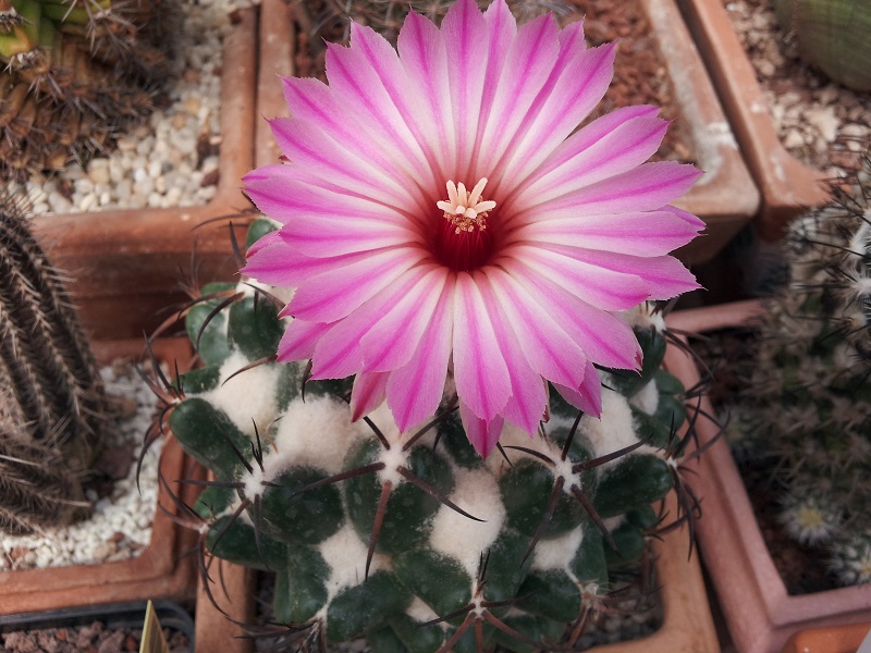 Coryphantha elephantidens 