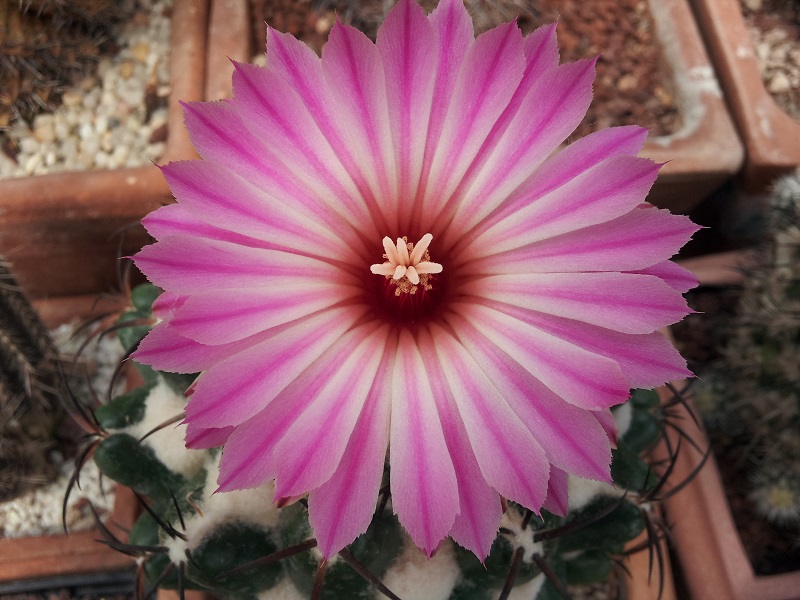 Coryphantha elephantidens 