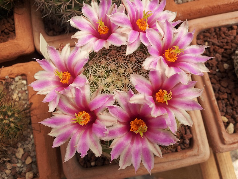 Mammillaria boolii 