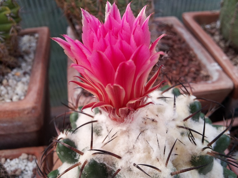 Coryphantha elephantidens 