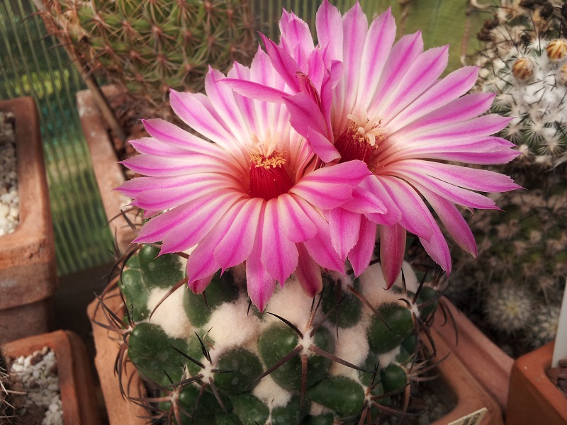 Coryphantha elephantidens 