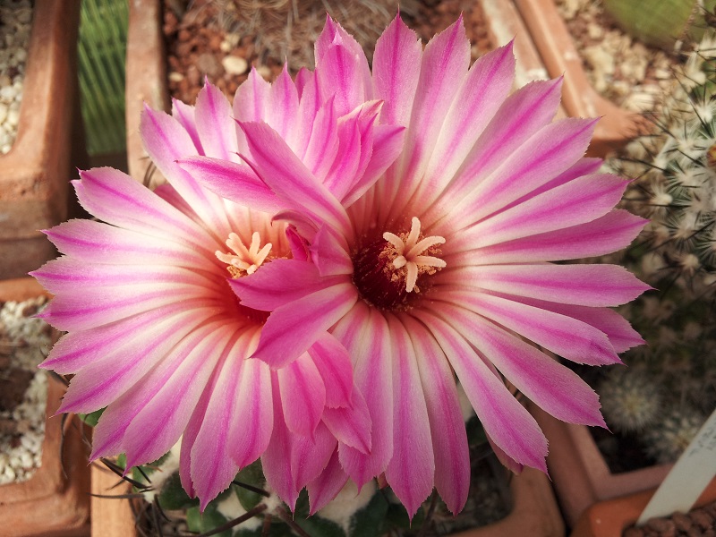 Coryphantha elephantidens 