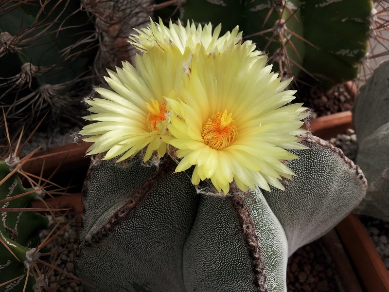 Astrophytum myriostigma 