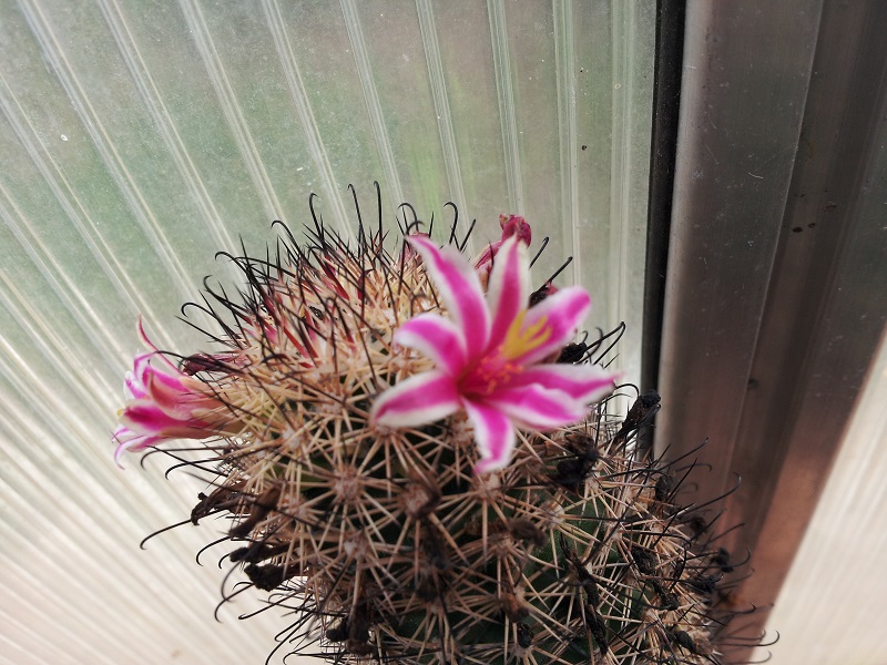 Mammillaria blossfeldiana 