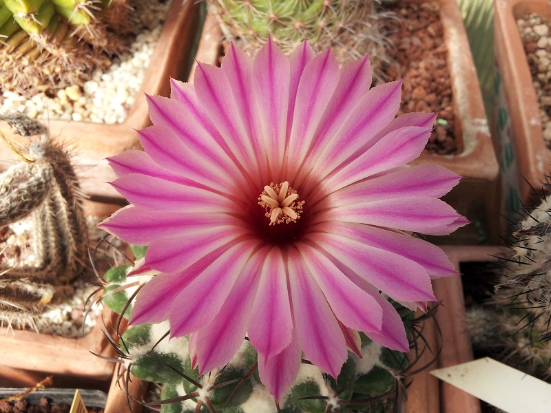 Coryphantha elephantidens 