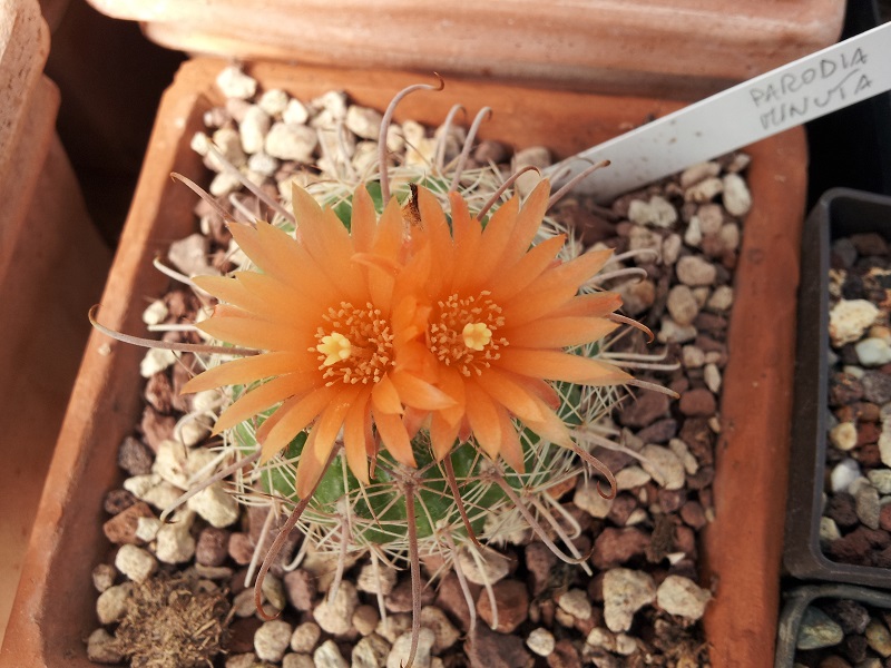 parodia minuta