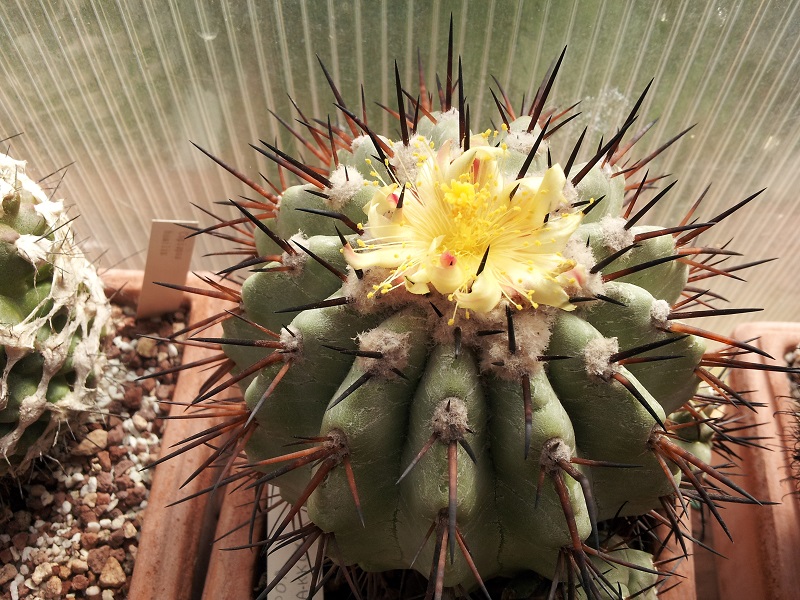 Copiapoa cinerea KK 77