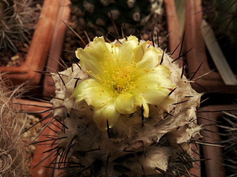 Copiapoa esmeraldana 