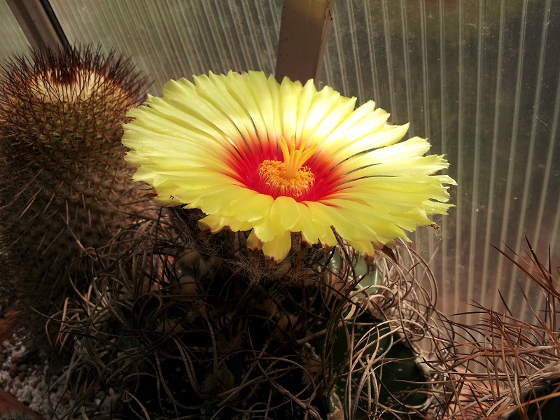 Astrophytum capricorne 