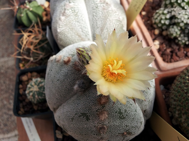 astrophytum myriostigma v. tricostatum