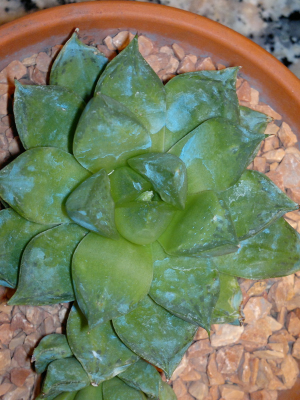 Haworthia cymbiformis 