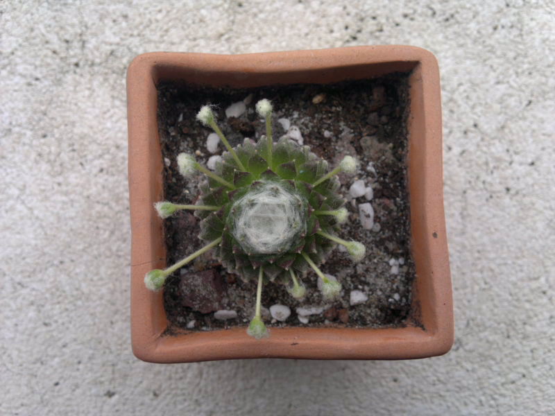 Sempervivum arachnoideum 