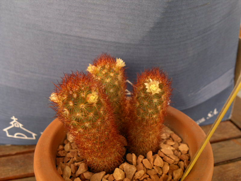 Mammillaria elongata v. rufocrocea 