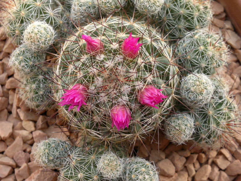 Mammillaria vetula ssp. gracilis cv. roi baudoin yonneux 