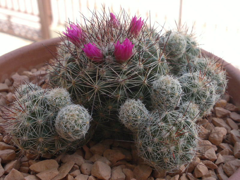 Mammillaria vetula ssp. gracilis cv. roi baudoin yonneux 