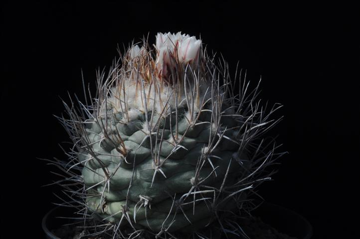 Turbinicarpus hoferi 