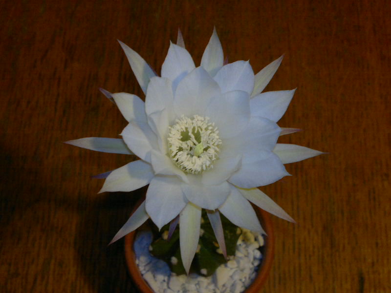 Echinopsis subdenudata 