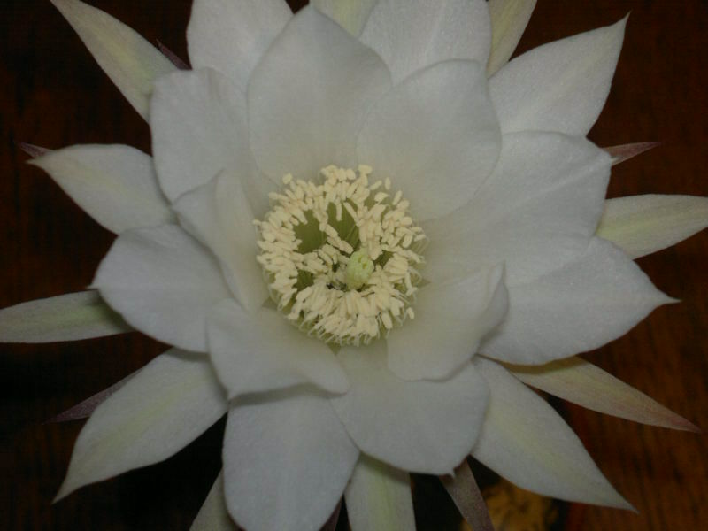 Echinopsis subdenudata 