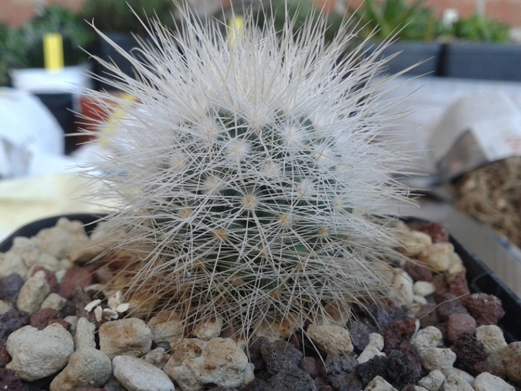 Mammillaria manana 