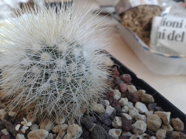 Mammillaria manana 