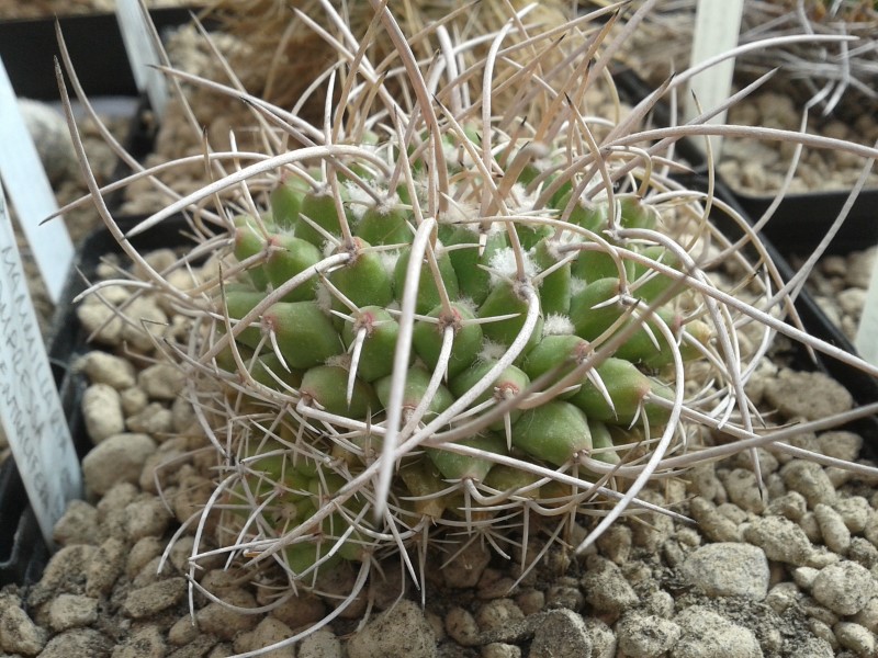 Mammillaria compressa ssp. centralifera BZ27