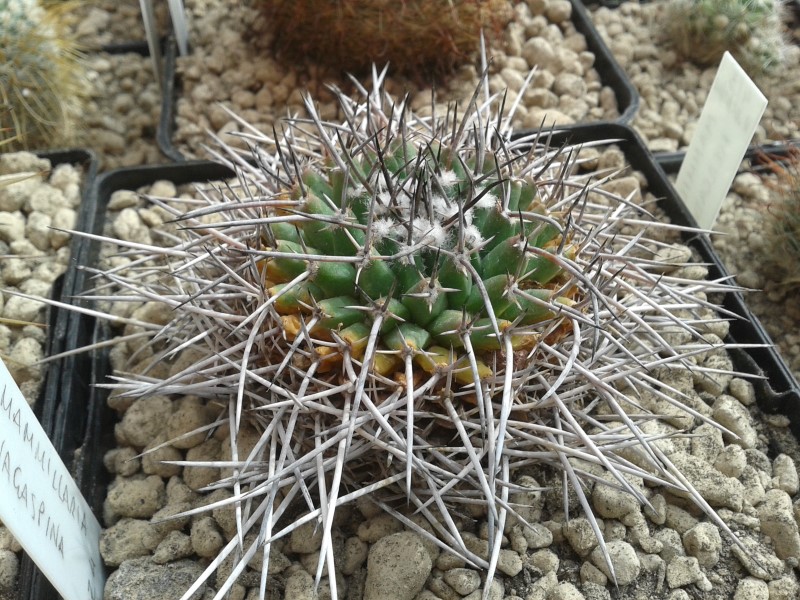 Mammillaria vagaspina BZ4