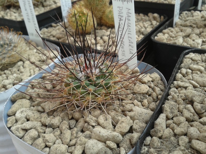 Mammillaria papasquiarensis 