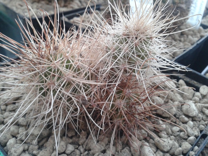 Mammillaria pondii ssp. maritima 