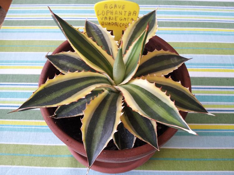 Agave lophantha cv. Quadricolor 