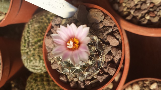 Turbinicarpus laui 