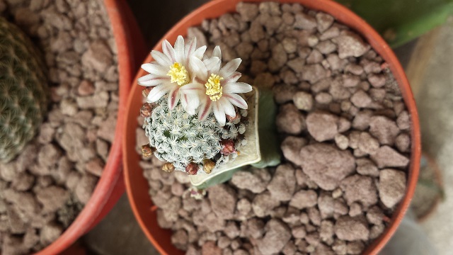 Mammillaria sanchez-mejoradae 