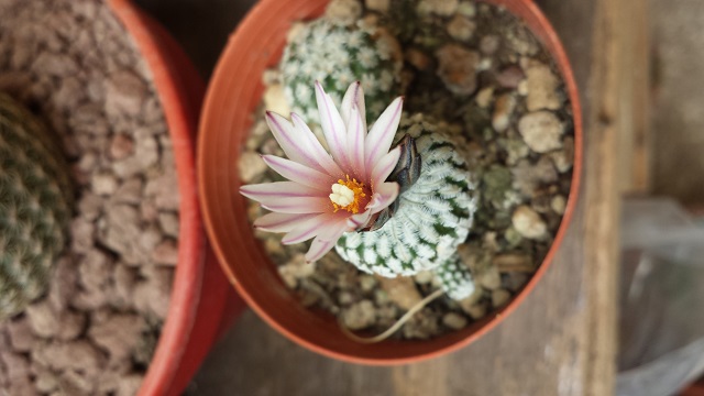 Turbinicarpus pseudopectinatus 