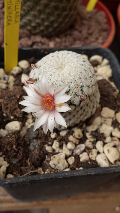 Mammillaria pectinifera 