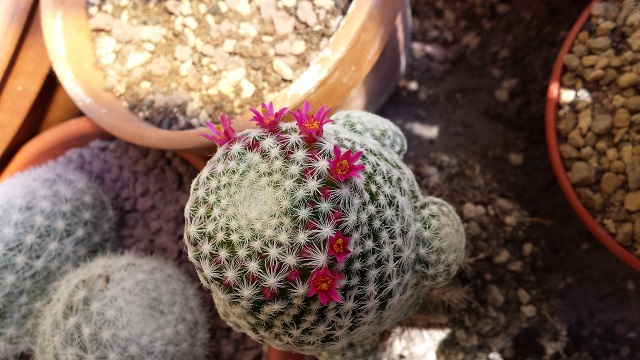 Mammillaria humboldtii 