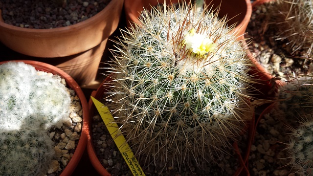 Stenocactus albatus 