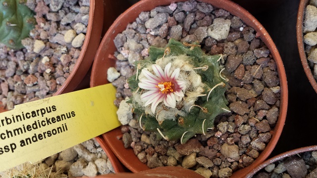 Turbinicarpus schmiedickeanus ssp. andersonii 