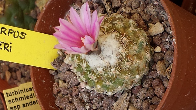 Turbinicarpus x mombergeri 