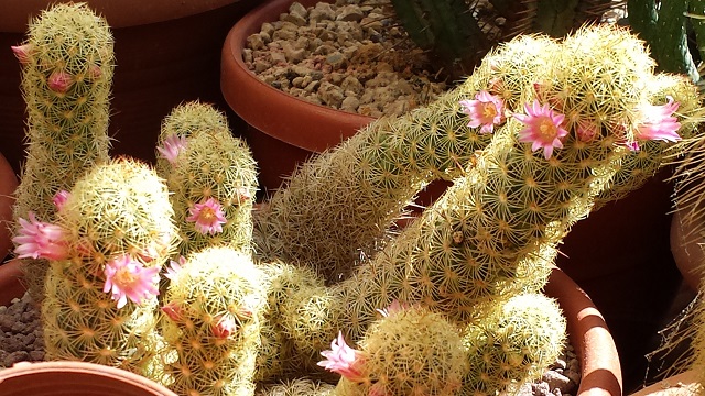 Mammillaria elongata 