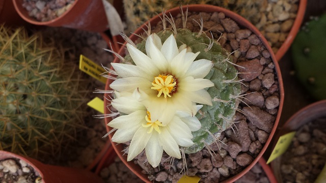 Strombocactus disciformis 