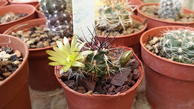 Echinocereus davisii SB 426