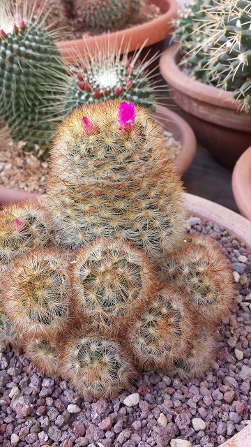 Mammillaria carmenae 