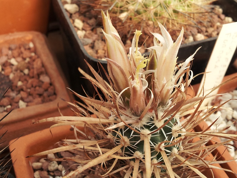 Toumeya papyracantha 