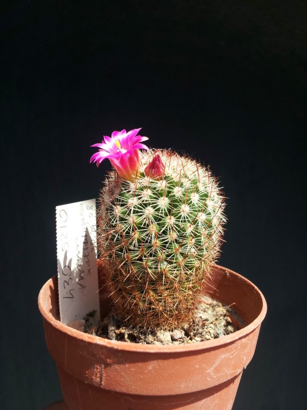 Mammillaria xaltianguensis 