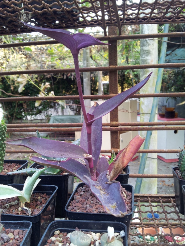 Tradescantia pallida 