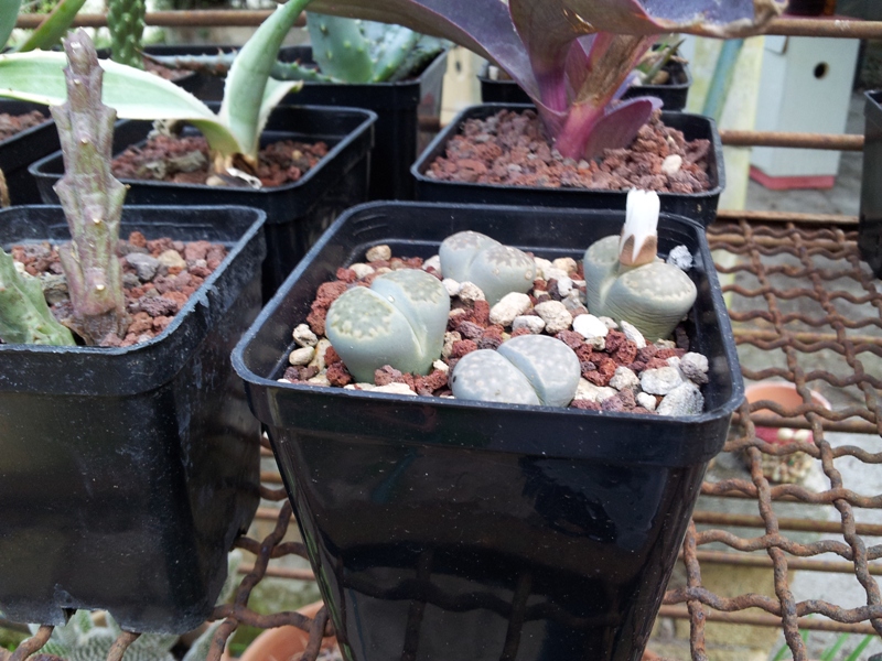 Lithops karasmontana 