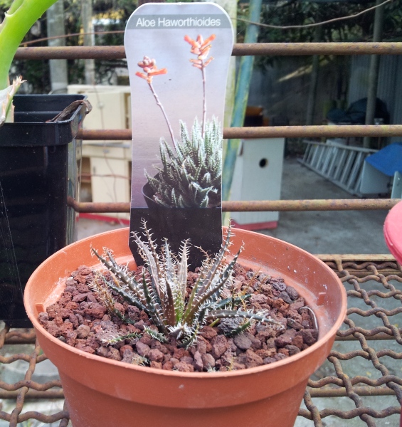 Aloe haworthioides 