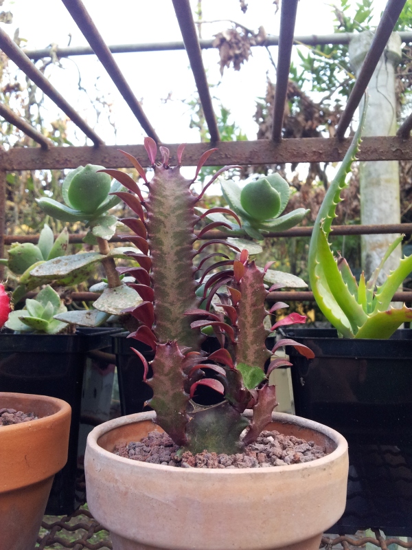 Euphorbia trigona cv. Royal Red 