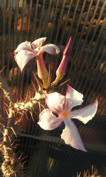 Pachypodium saundersii 