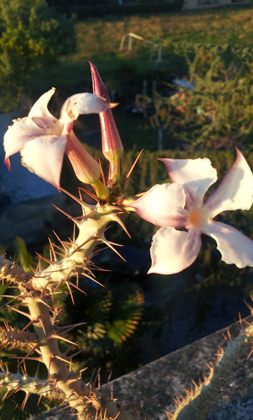 Pachypodium saundersii 