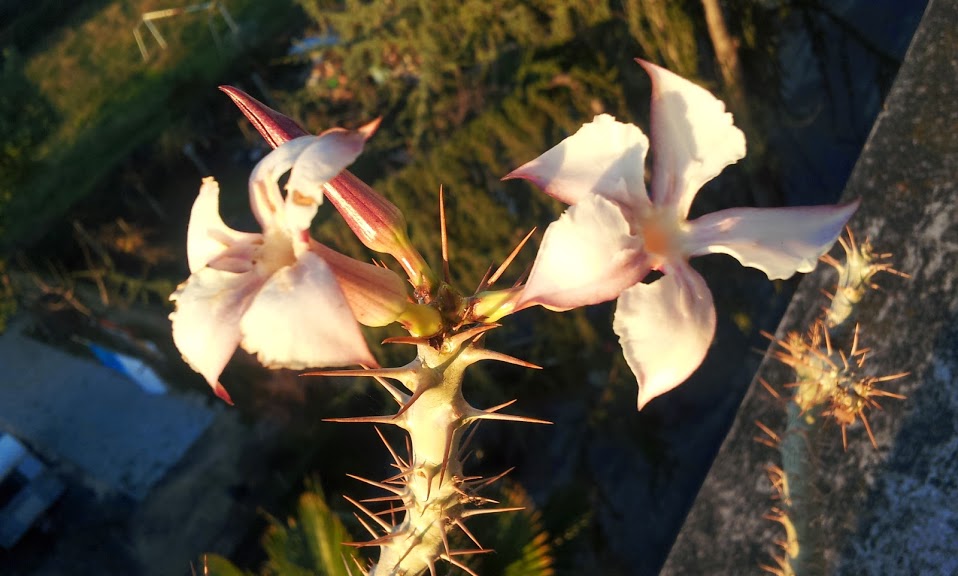 Pachypodium saundersii 